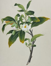 Original Watercolor of Sweetbay Magnolia