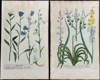 Weinmann - 8 Botanical Mezzotint Engravings