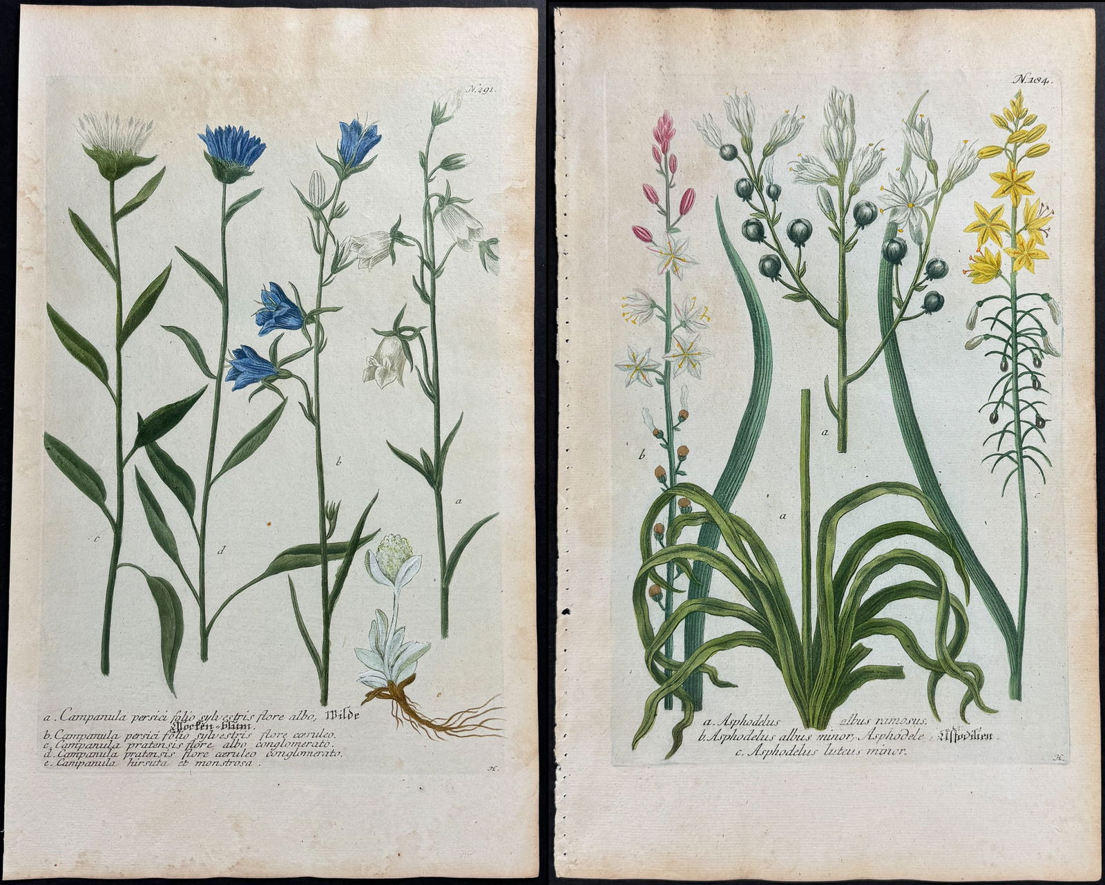 Weinmann - 8 Botanical Mezzotint Engravings (1 of 9)