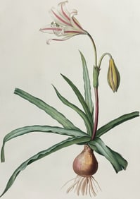 Redoute, Folio - Amaryllis (Amaryllis Broussonetii)