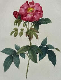 Redoute, Folio - Rose - Rosa gallica caerulea