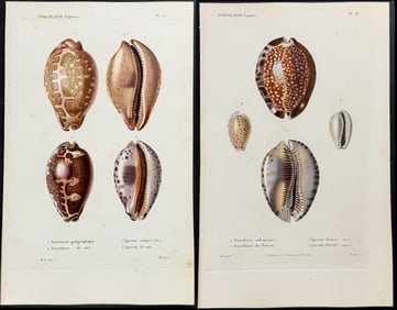 Kiener - 6 Cowrie Shells