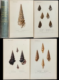 Kiener's ...Coquilles vivantes - Volume with 89 Hand-colored Shell Engravings