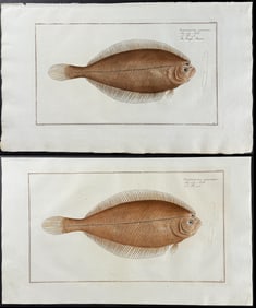 Bloch, Folio - Pair of Flounder (Pleuronectes) Engravings