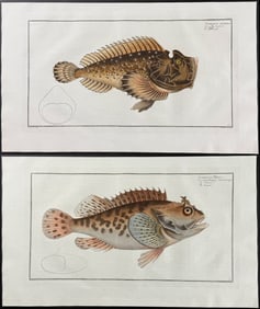 Bloch, Folio - Pair of Fish (Scorpaena) Engravings