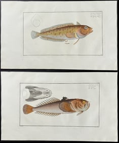 Bloch, Folio - Pair of Fish Engravings