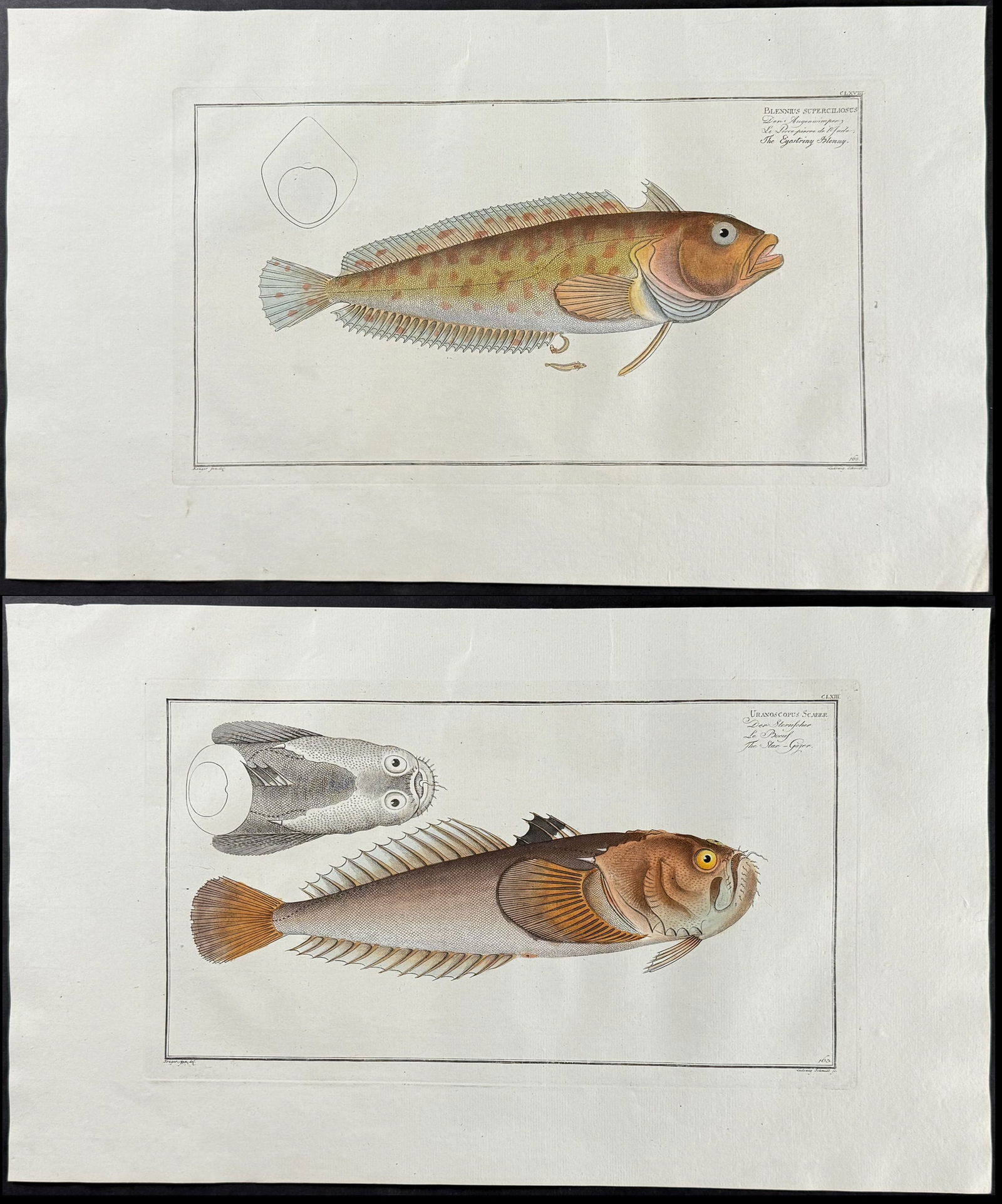 Bloch, Folio - Pair of Fish Engravings (1 of 3)