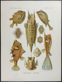 Haeckel - Boxfish; Ostraciontes. 42