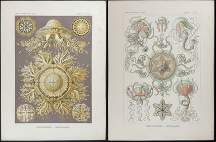 Haeckel - 3 Sea Life Prints (Jellyfish, Hydrozoan)
