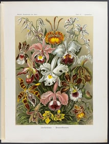 Haeckel - Orchids; Orchideae. 74