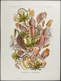 Haeckel - Carnivorous, Tropical Pitcher Plants; Nepenthaceae. 62