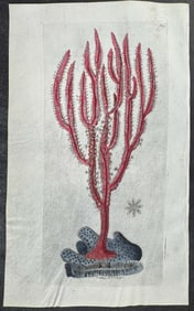 Shaw & Nodder, On Vellum - Purple Gorgonia. 671