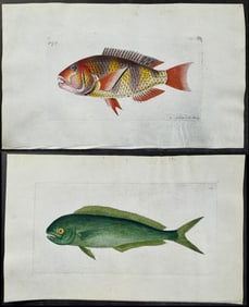 Shaw & Nodder, On Vellum - 3 Fish Engravings