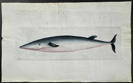 Shaw & Nodder, On Vellum - Rostrated Whale. 304