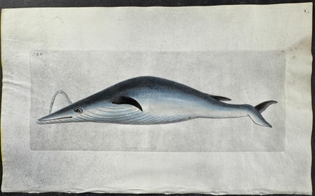 Shaw & Nodder, On Vellum - Blue Whale. 720