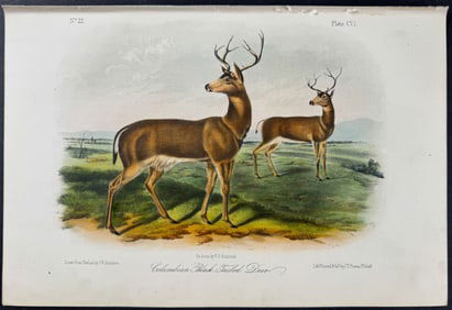 Audubon - Columbian Black-Tailed Deer. 106
