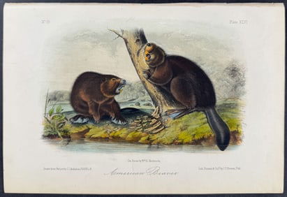 Audubon - American Beaver. 46