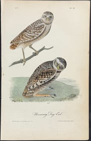 Audubon - Burrowing Day-Owl. 31