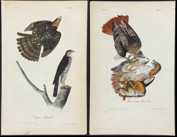 Audubon - Pair of Bird of Prey Lithographs