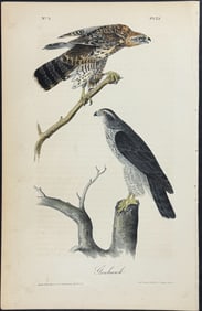 Audubon - Goshawk. 23