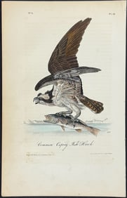 Audubon - Common Osprey Fish Hawk. 15