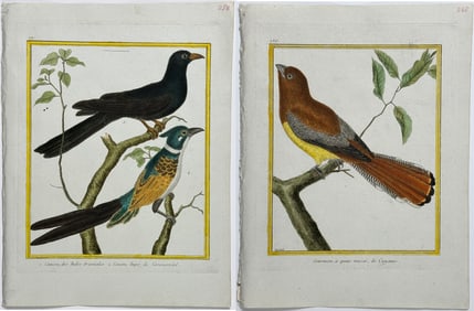 Martinet & Buffon -10 Bird (Cuckoos & Quetzal) Engravings