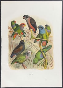 Reichenow - Parrots. 26