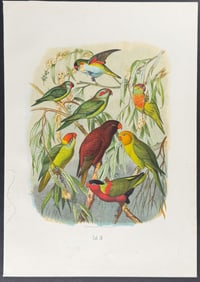 Reichenow - Lorikeets, Lory, & Parrot. 30