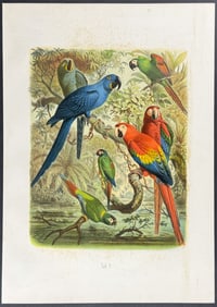 Reichenow - Macaws. 9