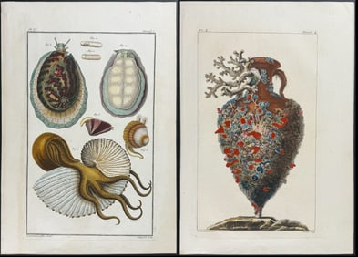 Buchoz - 4 Engravings of Shells, Snails, and Vase with Barnacles & Coral