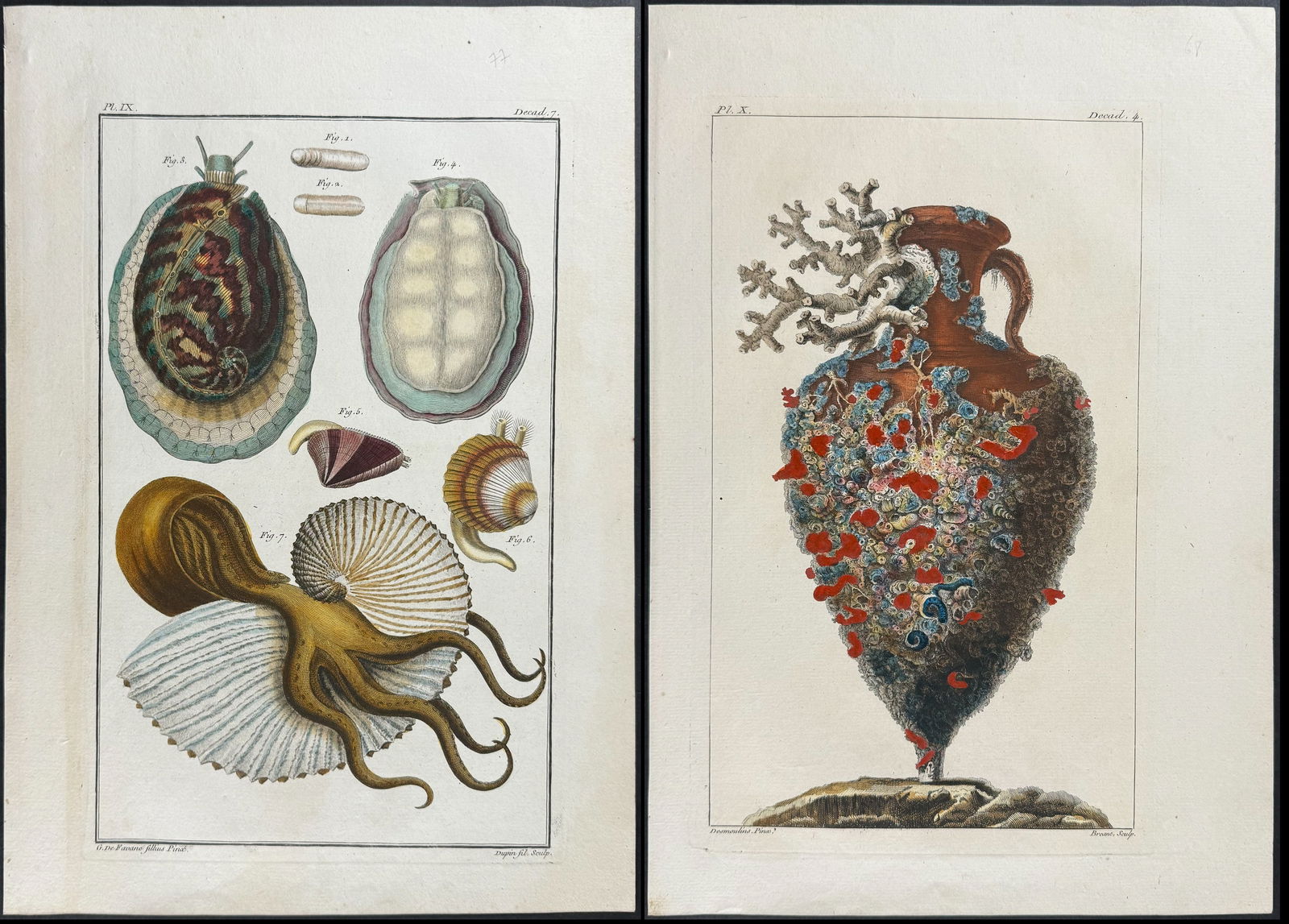 Buchoz - 4 Engravings of Shells, Snails, and Vase with Barnacles & Coral (1 of 5)