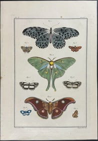 Buchoz - Luna Moth, Butterflies & Moths. 5