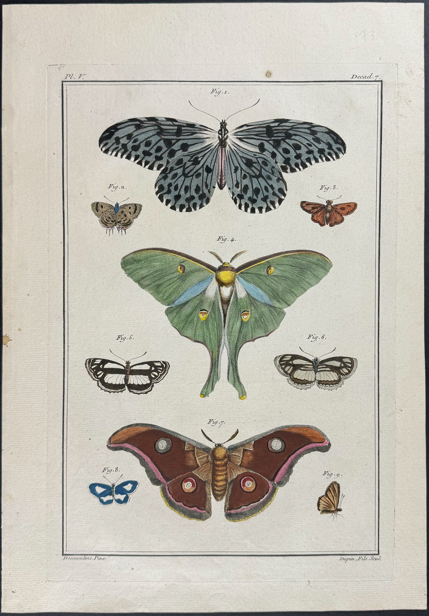Buchoz - Luna Moth, Butterflies & Moths. 5 (1 of 1)
