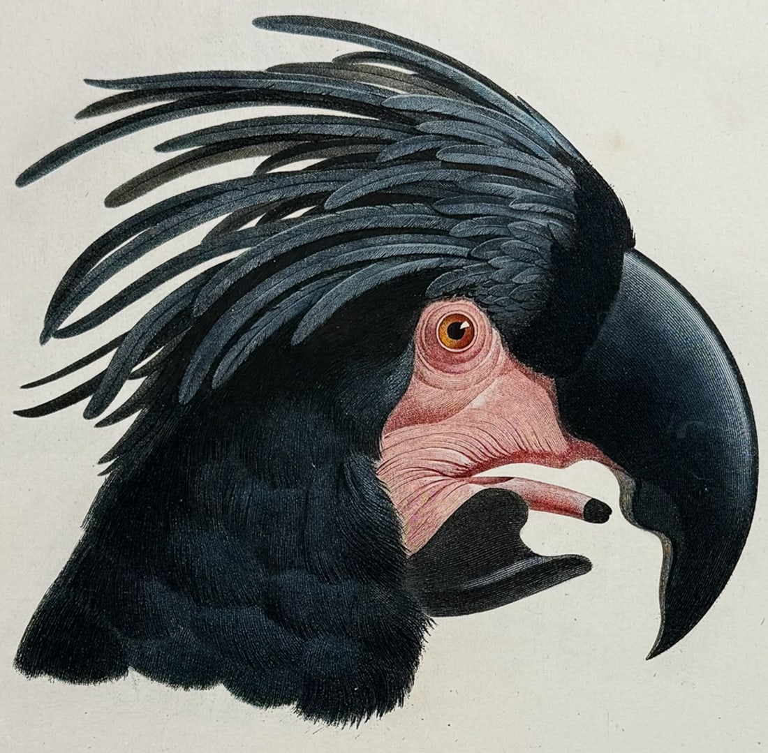 Barraband - Black Cockatoo Head. 13: This incredible first edition, folio stipple engraving is from Francois Levaillant & Jacques Barraband's Histoire naturelle des perroquets. The work was published in Paris by Levrault Freres in 1801. 