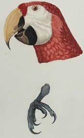 Barraband - Macaw or Ara Head with Claw