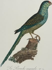 Barraband - Parrot. 32