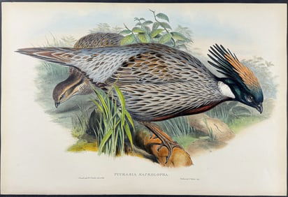 Gould - Himalayan Pucras Pheasant
