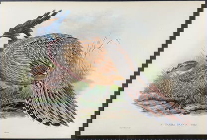 Gould - Darwin's Pucras Pheasant