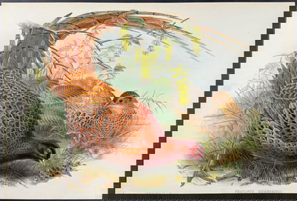 Gould - Sommering's Pheasant