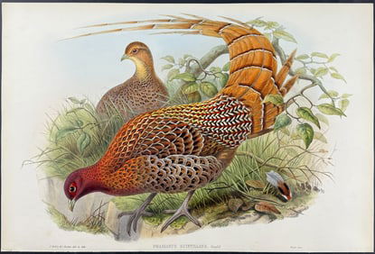Gould - Sparkling Pheasant