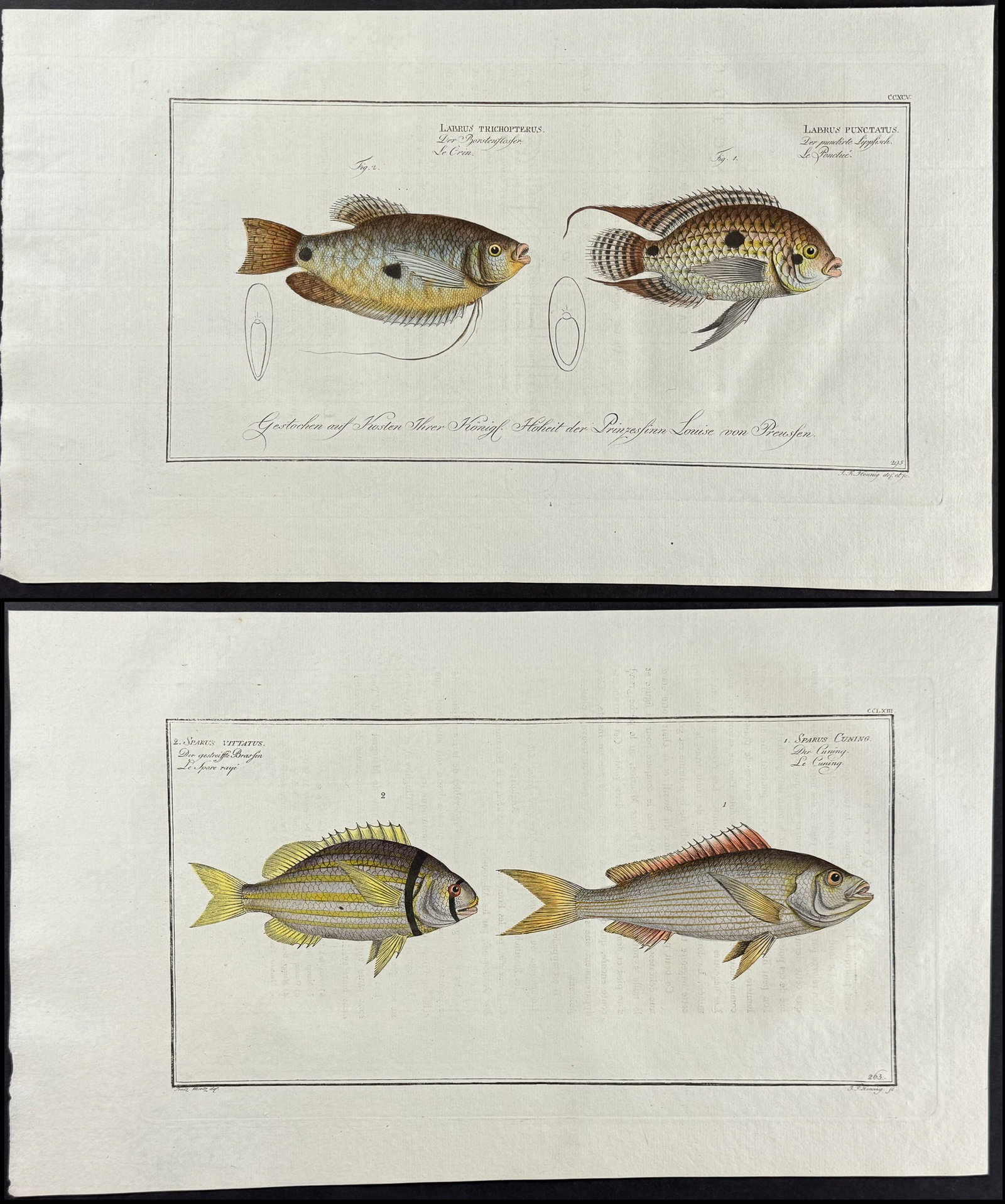 Bloch, Folio - 4 Fish Engravings (1 of 5)