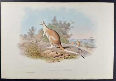 Gould, Australia - Nail-tailed Kangaroo