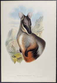 Gould, Australia - Brush-tailed Rock-Wallaby