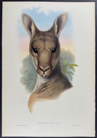 Gould, Australia - Eastern Grey Kangaroo Head