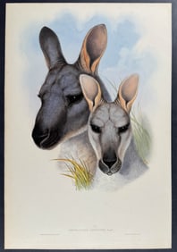 Gould, Australia - Common Wallaroo