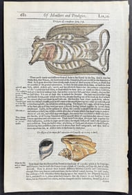 Pare, pub. 1664 - Sea Monsters, Shells