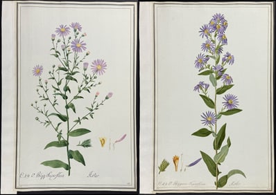 Four Original Watercolors of Aster after Ledel (according to Linnaeus system)