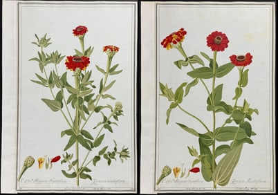 Pair of Original Watercolors of Zinnia multiflora after Ledel for Jacquin (according to Linnaeus