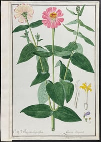 Original Watercolor of Zinnia elegans after Herz forJacquin (according to Linnaeus system)
