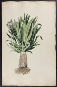 Original Watercolor of Tropical Plant